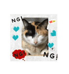 猫カフェ ねこじゃらし  猫たちの写真（個別スタンプ：17）
