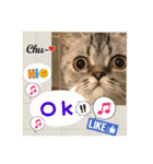 猫カフェ ねこじゃらし  猫たちの写真（個別スタンプ：18）