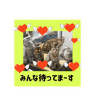 猫カフェ ねこじゃらし  猫たちの写真（個別スタンプ：19）
