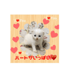 猫カフェ ねこじゃらし  猫たちの写真（個別スタンプ：20）