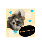 猫カフェ ねこじゃらし  猫たちの写真（個別スタンプ：21）