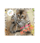 猫カフェ ねこじゃらし  猫たちの写真（個別スタンプ：22）
