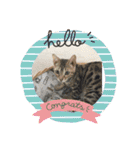 猫カフェ ねこじゃらし  猫たちの写真（個別スタンプ：23）