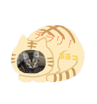 猫カフェ ねこじゃらし  猫たちの写真（個別スタンプ：26）