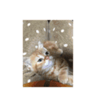 猫カフェ ねこじゃらし  猫たちの写真（個別スタンプ：29）