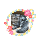猫カフェ ねこじゃらし  猫たちの写真（個別スタンプ：30）