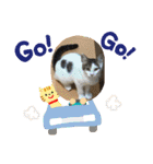 猫カフェ ねこじゃらし  猫たちの写真（個別スタンプ：31）