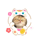 猫カフェ ねこじゃらし  猫たちの写真（個別スタンプ：34）