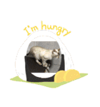 猫カフェ ねこじゃらし  猫たちの写真（個別スタンプ：35）