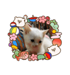 猫カフェ ねこじゃらし  猫たちの写真（個別スタンプ：38）