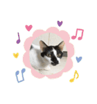 猫カフェ ねこじゃらし  猫たちの写真（個別スタンプ：40）