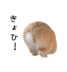 桃尻桃ほっぺの桃様2（個別スタンプ：4）