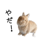 桃尻桃ほっぺの桃様2（個別スタンプ：10）
