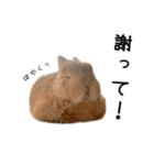 桃尻桃ほっぺの桃様2（個別スタンプ：11）