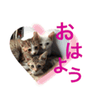 shizukuだよ！3（個別スタンプ：23）