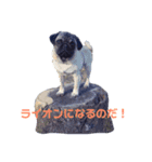 パグのサブです（個別スタンプ：2）