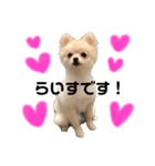らいすたんぷダョ（個別スタンプ：1）