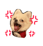 らいすたんぷダョ（個別スタンプ：8）