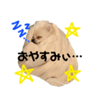 らいすたんぷダョ（個別スタンプ：10）