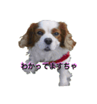 茶々婆ちゃん＆UGO-3 ワンコの本音（個別スタンプ：1）