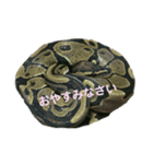 KAZOOスタンプ（個別スタンプ：3）