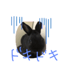 黒うさぎお仕事スタンプ（個別スタンプ：3）