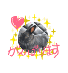 黒うさぎお仕事スタンプ（個別スタンプ：5）