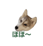 もじゃハスキー レイ（個別スタンプ：19）