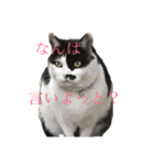 熊本弁リアルネコ モネちゃん（個別スタンプ：1）