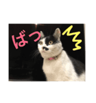 熊本弁リアルネコ モネちゃん（個別スタンプ：2）