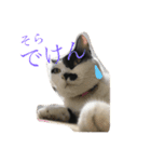 熊本弁リアルネコ モネちゃん（個別スタンプ：5）