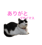 熊本弁リアルネコ モネちゃん（個別スタンプ：6）