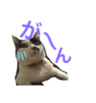 熊本弁リアルネコ モネちゃん（個別スタンプ：7）