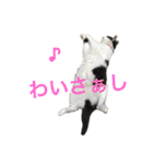 熊本弁リアルネコ モネちゃん（個別スタンプ：8）