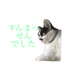 熊本弁リアルネコ モネちゃん（個別スタンプ：9）