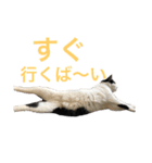 熊本弁リアルネコ モネちゃん（個別スタンプ：10）