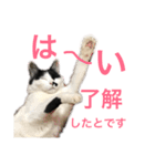 熊本弁リアルネコ モネちゃん（個別スタンプ：12）