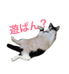 熊本弁リアルネコ モネちゃん（個別スタンプ：13）