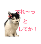 熊本弁リアルネコ モネちゃん（個別スタンプ：16）