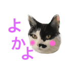 熊本弁リアルネコ モネちゃん（個別スタンプ：18）