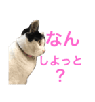 熊本弁リアルネコ モネちゃん（個別スタンプ：19）