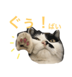 熊本弁リアルネコ モネちゃん（個別スタンプ：21）