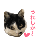 熊本弁リアルネコ モネちゃん（個別スタンプ：24）