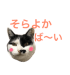 熊本弁リアルネコ モネちゃん（個別スタンプ：26）