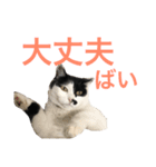 熊本弁リアルネコ モネちゃん（個別スタンプ：29）