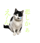 熊本弁リアルネコ モネちゃん（個別スタンプ：31）