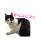 熊本弁リアルネコ モネちゃん（個別スタンプ：32）
