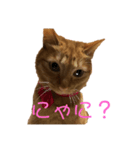 ニオたん（個別スタンプ：1）