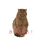 ニオたん（個別スタンプ：4）