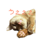 ニオたん（個別スタンプ：8）